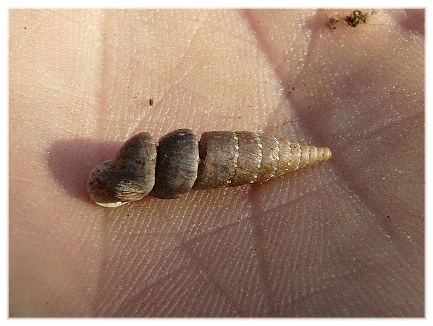 Siciliaria gibbula con anomalia......